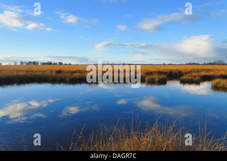 Wolken spiegeln sich im Moor Teich, Deutschland Stockfoto