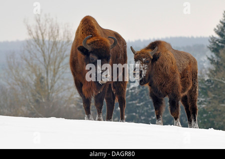 Europäische Bison, Wisent (Bison Bonasus), weibliche Wisent Kalb steht im Schnee, Deutschland Stockfoto