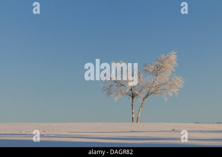 gemeinsamen Birke, Birke, Europäische weiße Birke, weiße Birke (Betula Pendel, Betula Alba), Baum mit glasierten Frost, Deutschland Stockfoto