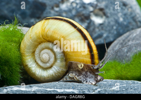 Giant Ramshorn Schnecke, Apfelschnecke (Marisa Cornuarietis), kriecht auf einem Stein Stockfoto