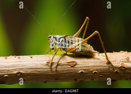 Roesel Bushcricket (Metrioptera Roeselii), sitzen auf einem Stiel, Deutschland Stockfoto