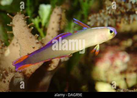 lila Firefish Grundel, lila Dartfish, elegante Firefish (Nemateleotris Decora), Schwimmen Stockfoto