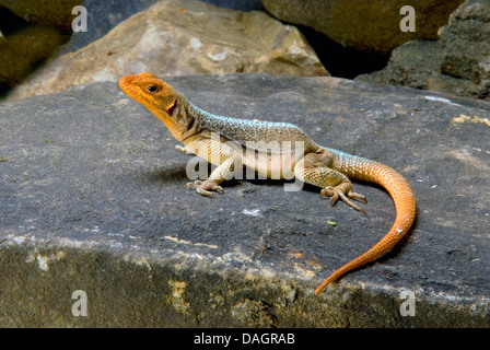 Die Grandidier Madagaskar Swift (unterschieden Grandidieri), auf einem Stein Stockfoto