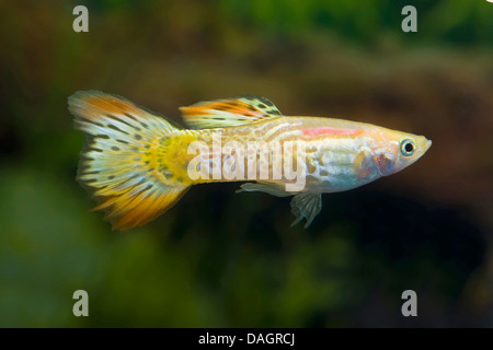 Guppy (Poecilia Reticulata, Lebistes Reticulatus, Lebistes Reticulata), züchten King Cobra Sunrise Stockfoto