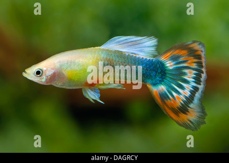Guppy (Poecilia Reticulata, Lebistes Reticulatus, Lebistes Reticulata), züchten Paradies Stockfoto