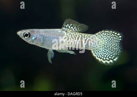 Guppy (Poecilia Reticulata, Lebistes Reticulatus, Lebistes Reticulata), züchten Schlangenhaut Roundtail Filigran Stockfoto