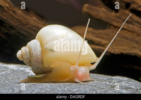 Apfelschnecke (Pomacea Bridgesii) züchten weiß Stockfoto