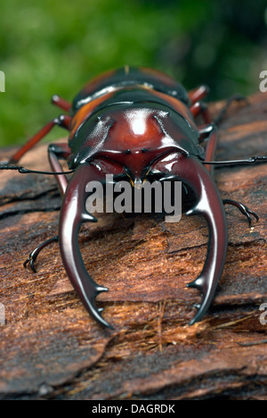 Tansanische Hirschkäfer (Prosopocoilus Mirabilis), Männlich Stockfoto