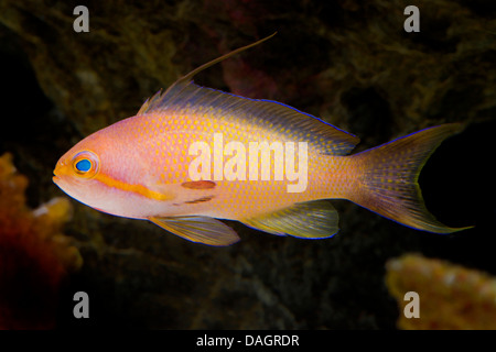 Barsch Orange Meer, Meer Goldie, Lyretail Coralfish, Lyretail Anthias, Harem Flagge Basslet (Anthias Squamipinnis, Pseudanthias Squamipinnis), Schwimmen Stockfoto