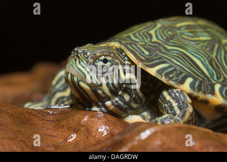 Fluss Cooter (Pseudemys Concinna Concinna), portrait Stockfoto