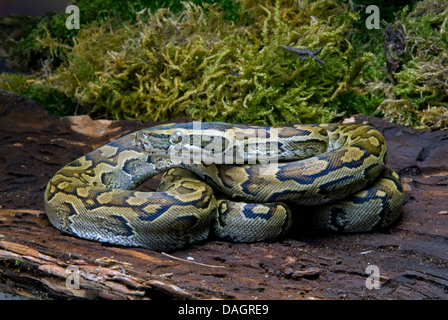 Afrikanischen Python, Wasser Python, African Rock Python (Python Sebae), zusammengerollt auf abgestorbenem Holz Stockfoto