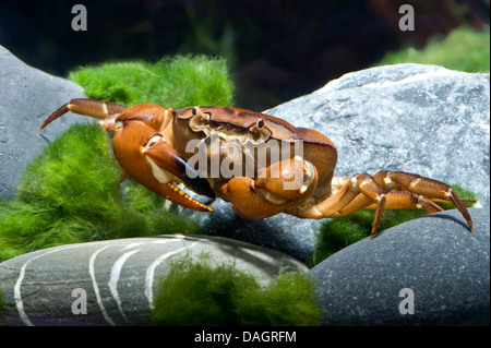 Krabbe (Sartoriana Spinigera), auf der Unterseite eines Aquariums Stockfoto