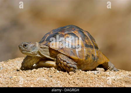 Sporn-thighed Tortoise, mediterrane Sporn-thighed Tortoise, gemeinsame Schildkröte, Griechische Schildkröte (Testudo Graeca Ibera), kriechend Stockfoto