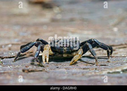 Krabbe (Thaksinthelphusa spec.), auf einem Stein Stockfoto