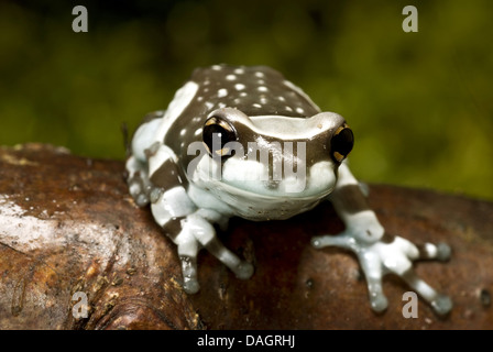 Amazonas Baldachin Frosch (Phrynohyas Resinifictrix, Trachycephalus Resinifictrix) auf Ast Stockfoto