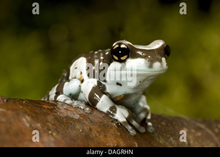 Amazonas Baldachin Frosch (Phrynohyas Resinifictrix, Trachycephalus Resinifictrix) auf Ast Stockfoto