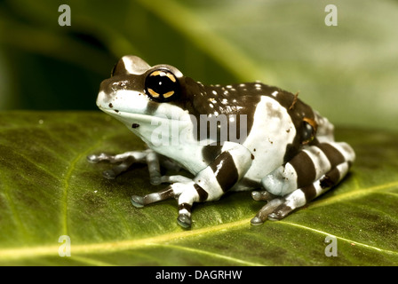 Amazonas Baldachin Frosch (Phrynohyas Resinifictrix, Trachycephalus Resinifictrix), auf einem Blatt Stockfoto