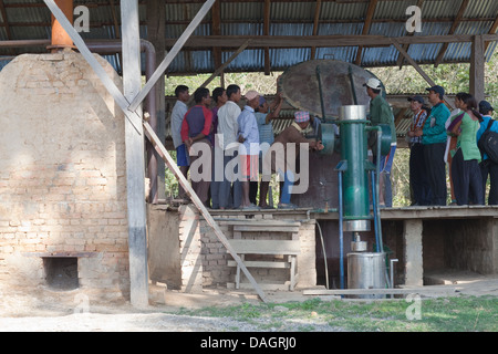 Kamille-Produktion. Fabrik von Bardia Menschen laufen. Alternative zur Subsistenz-Landwirtschaft. Pufferzone um Nationalpark, Nepal Stockfoto