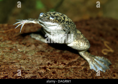 Afrikanische krallenbewehrten Frosch (Xenopus Laevis), Schwimmen Stockfoto