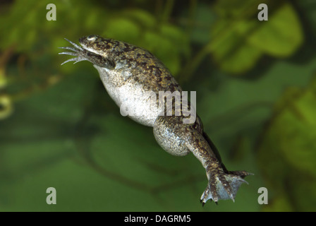 Afrikanische krallenbewehrten Frosch (Xenopus Laevis), Schwimmen Stockfoto