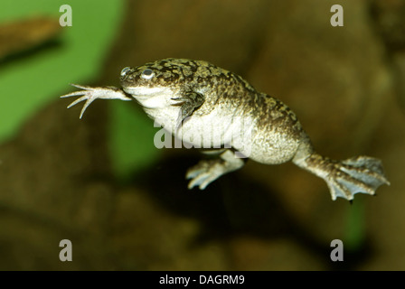 Afrikanische krallenbewehrten Frosch (Xenopus Laevis), Schwimmen Stockfoto