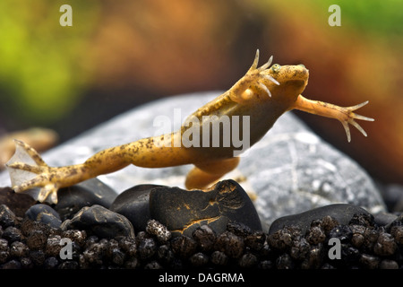 Westlichen krallenbewehrten Frosch (Xenopus Tropicalis), Schwimmen Stockfoto