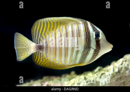 DesJardin des Sailfin Tang (Zebrasoma Desjardinii), Schwimmen Stockfoto