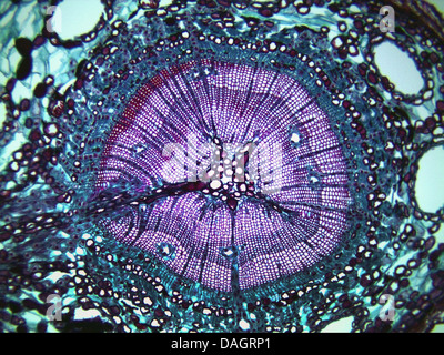 Kiefer (Pinus spec.), Aderhaut Reifen Kiefer Stockfoto