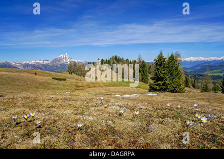 Anemone, Kuhschelle (Pulsatilla Vernalis) Frühling, Blick von Armentara zur Hauptkette der Alpen mit Peitlerkofel, Italien, Südtirol, Dolomiten Stockfoto