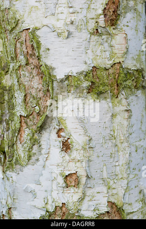 Moorbirke (Betula Pubescens), Rinde, Deutschland Stockfoto