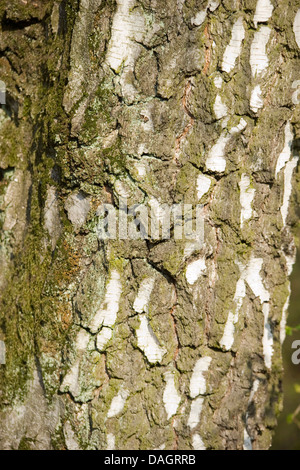 Moorbirke (Betula Pubescens), Rinde, Deutschland Stockfoto