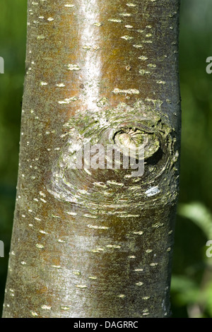 Europäische-Vogelbeerbaum, Eberesche (Sorbus Aucuparia), Rinde, Deutschland Stockfoto