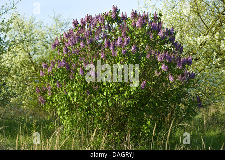 gemeinsamen Flieder (Syringa Vulgaris), blühenden Strauch, Deutschland Stockfoto