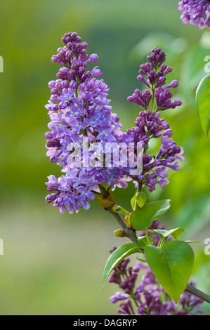 gemeinsamen Flieder (Syringa Vulgaris), Zweig mit lila Blüten, Deutschland Stockfoto
