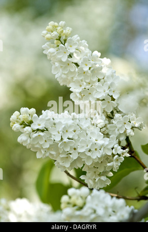 gemeinsamen Flieder (Syringa Vulgaris), Zweig mit weißen Blüten, Deutschland Stockfoto