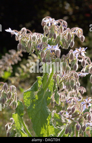 gemeinsamen Borretsch (Borrango Officinalis), mit Blüten und Knospen Stockfoto