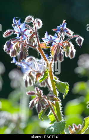 gemeinsamen Borretsch (Borrango Officinalis), Blüten und Blütenknospen bei Gegenlicht Stockfoto