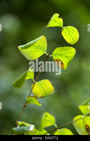 Gemeinsamen Snowberry, Waxberry (Symphoricarpos Albus, Symphoricarpos Rivularis), Stück von einem Zweig mit Blättern Stockfoto