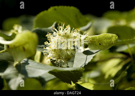 kleinblättrige Linde, Littleleaf Linden, kleines Blatt Linde (Tilia Cordata), blühenden Zweig, Deutschland Stockfoto