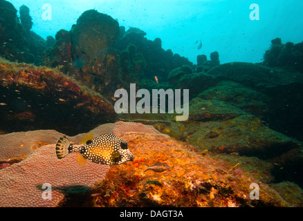 Kugelfisch, Schwimmen in der Karibik St. Lucia Stockfoto