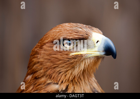 Ein Tawny Eagle - Aquila Rapax - Hirse Farm, Oxfordshire 3 Stockfoto