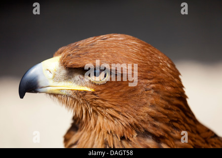 Ein Tawny Eagle - Aquila Rapax - Hirse Farm, Oxfordshire Stockfoto