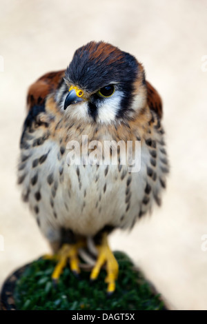 Amerikanische Turmfalke (Falco Sparverius) in Millets Farm, Oxfordshire Stockfoto