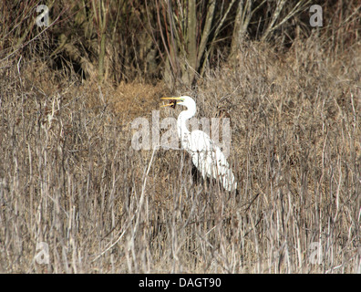 Silberreiher (Ardea Alba) gefangen, ein Hummer und versucht, es zu schlucken Stockfoto