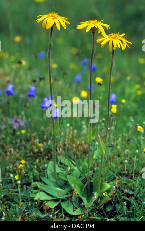 Europäische Arnika (Arnica Montana) blüht, Italien, Südtirol, Dolomiten Stockfoto