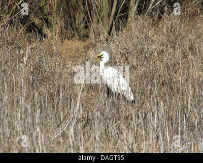 Silberreiher (Ardea Alba) gefangen, ein Hummer und versucht, es zu schlucken Stockfoto