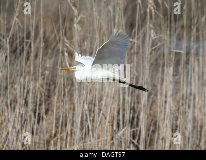 Detaillierte Nahaufnahmen von ein Silberreiher (Ardea Alba) im Flug (über 30 Bilder) Stockfoto