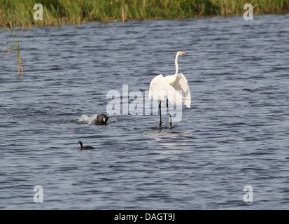 Detaillierte Nahaufnahmen von ein Silberreiher (Ardea Alba) im Flug (über 30 Bilder) Stockfoto