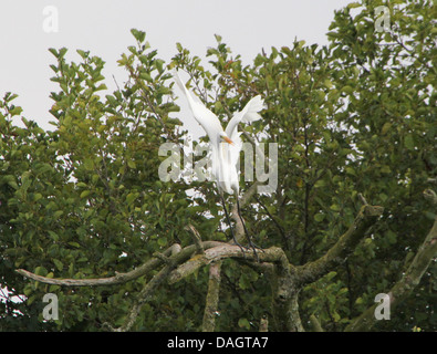 Detaillierte Nahaufnahme der Silberreiher (Ardea Alba) Aufbruch in Flug Stockfoto