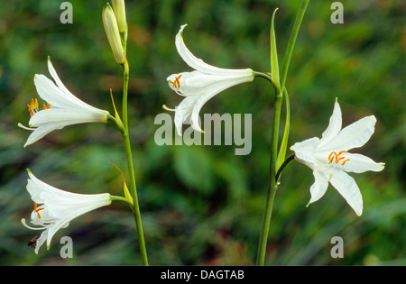 St. Bruno Lily (Paradisea Liliastrum, Paradisia Liliastrum), Blumen, Italien, Südtirol, Dolomiten Stockfoto